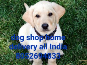 Dog home delivery all India 8052694833
