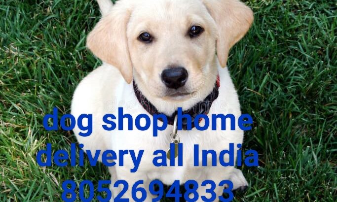 Dog home delivery all India 8052694833
