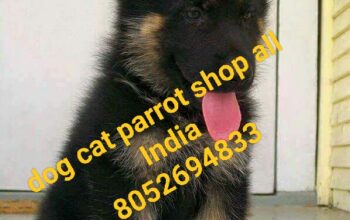 Dog cat parrot home 8052694833