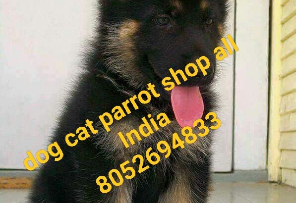 Dog cat parrot home 8052694833