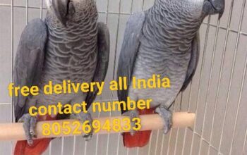 Parrot shop all India 8052694833