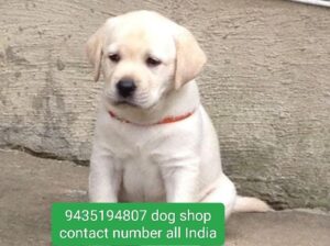 🐕 9435194807 shop contact number