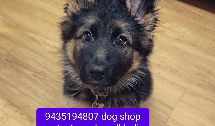 9435194807 dog shop all India delivery