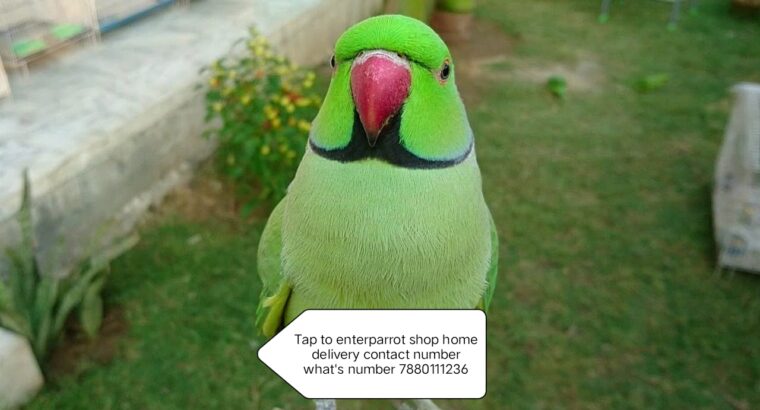 Parrot shop home delivery contact 7880111236