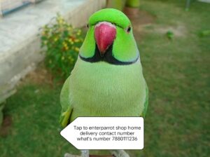 Parrot shop home delivery 7880111236