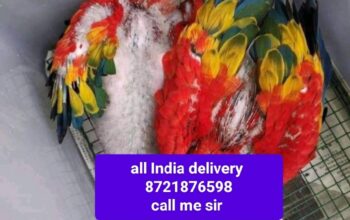 All India delivery 🚚 ok I