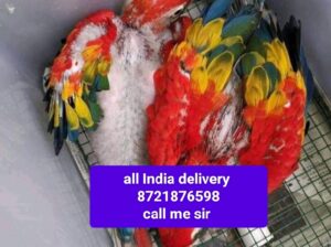 All India delivery 🚚🚚🚚🚚🚚 ok