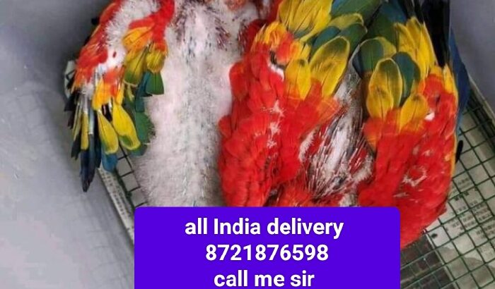 All India delivery 🚚🚚🚚🚚🚚 ok