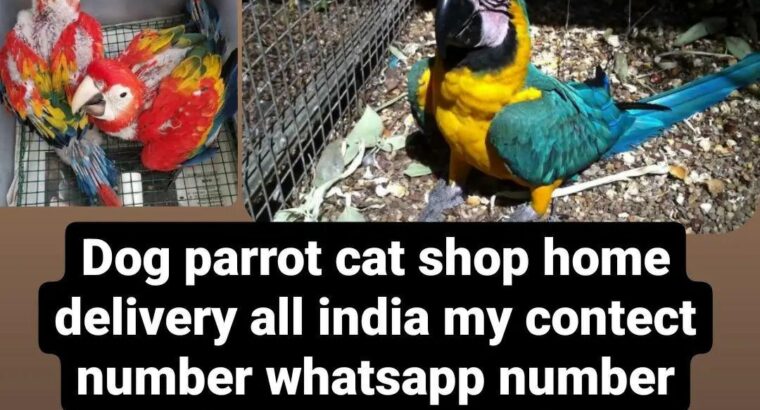 9957195603 all India delivery dog parrot