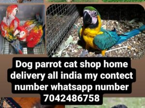 9957195603 all India delivery dog parrot