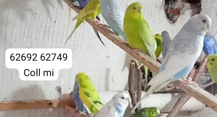 6269262749all india dog cat parrot shop home 🚚🚚