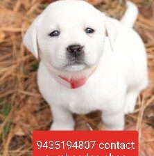 9435194807 dog shop all India delivery