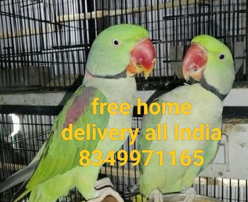 Parrot home delivery all India 8349971165