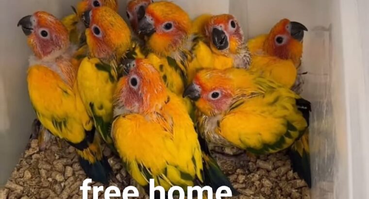 Parrot home delivery all India 8349971165