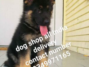 Dog shop all India delivery 8349971165