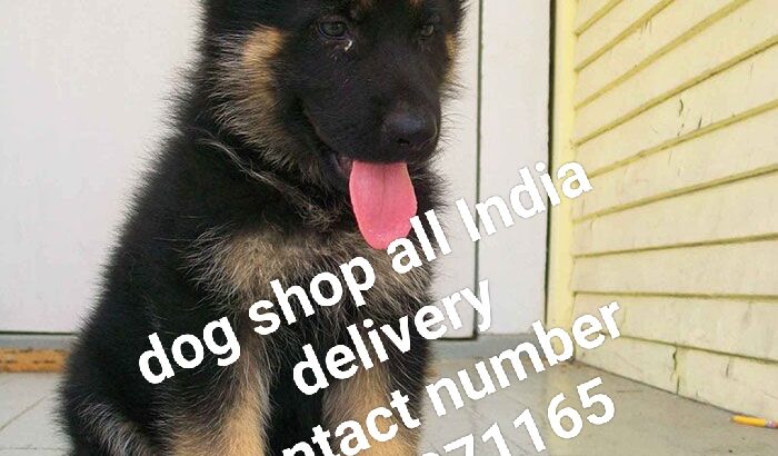 Dog shop all India delivery 8349971165
