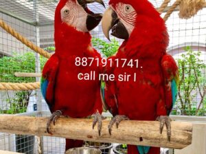 parrot shop Macau 8871911741