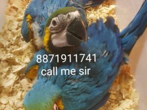 parrot shop Macau 8871911741
