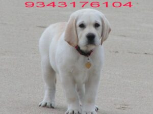 Dog shop home delivery contact number 9343176104