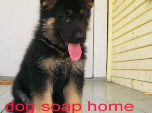 Dog shop home delivery contact number 9343176104