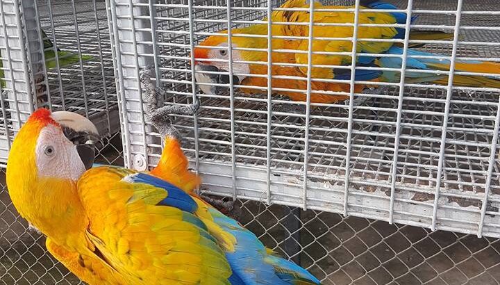 9157444252 all india dog cat parrot shop home 🚚🚚