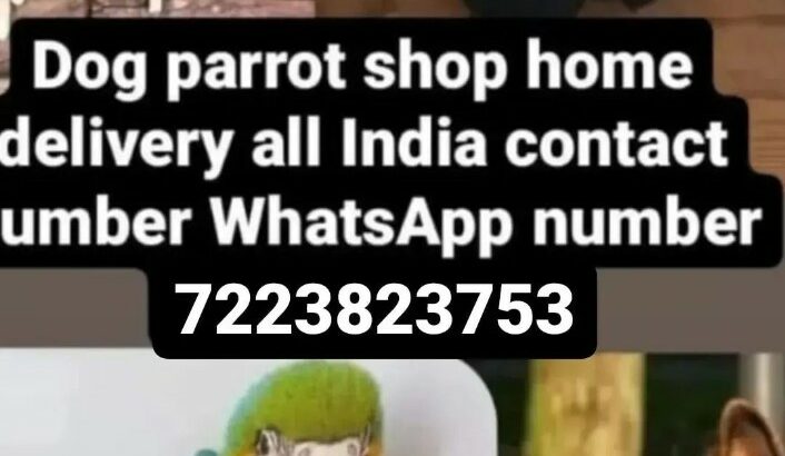7086946975 all india parrot shop