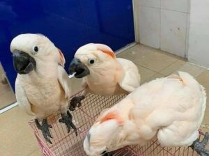 cockatoos Baby and Adult for sale