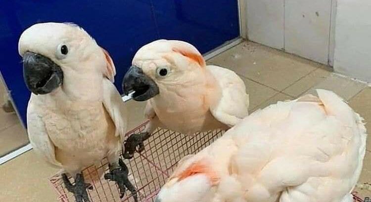 cockatoos Baby and Adult for sale