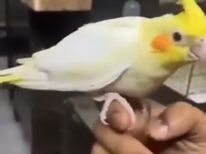cockatiel parrot