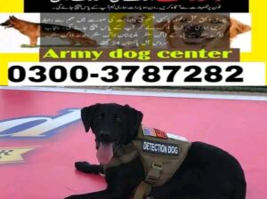 Army dog center Sadiqabad 0346-6108015