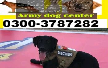 Army dog center Sadiqabad 0346-6108015