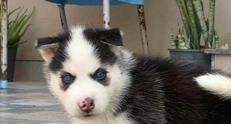 Quality blue eyes Siberian Husky 8466037342 w