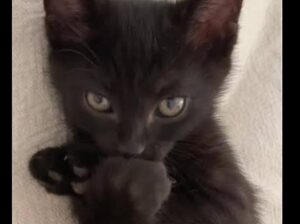 Bombay kitten rare black cat 🐈‍⬛😺 lucky cat