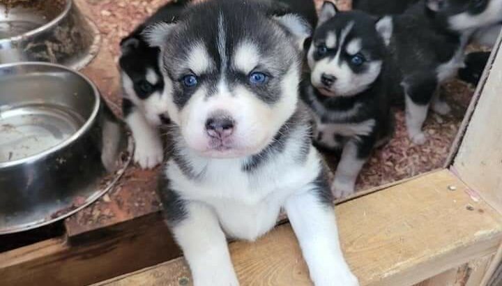 Quality blue eyes Siberian Husky 8466037342 w