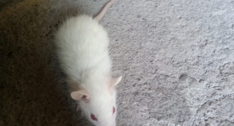 White Rat baby