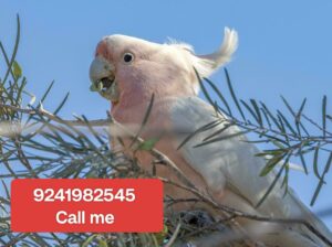 9241982545 all india dog cat parrot shop home