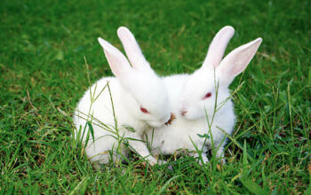 double white rabbit
cute baby munna and munni