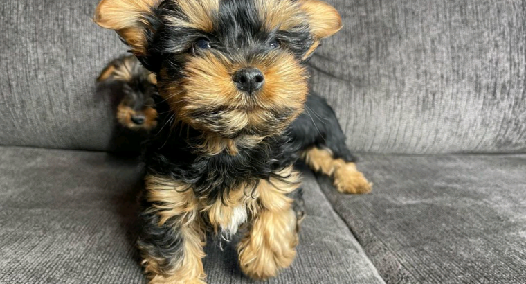 Teacup Yorkie puppies available
