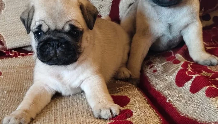 pug puppies available