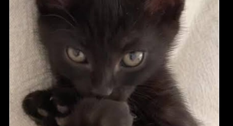 Bombay kitten rare black cat
