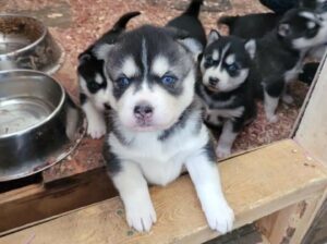 Siberian Husky puppies available