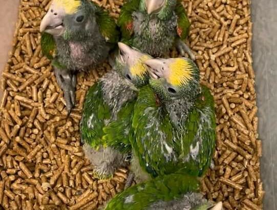 7577948702 parrot sale home delivery