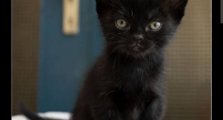 Bombay kitten rare black cat