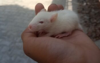 White Rat baby