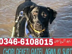 Army dog center Hyderabad 0300-3787282