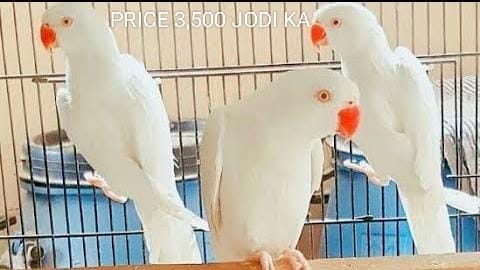 Parrot shop all india home delivery8338945761