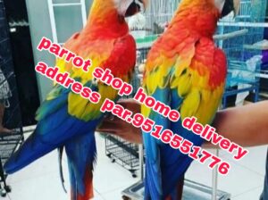 Parrot shop home delivery address par.9516551776