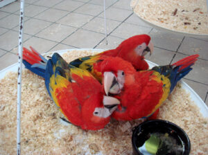 7042486758 PARROT DOG CAT SHOP HOME DELIVERY
