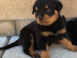 Rottweiler puppies for adoption