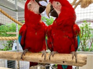 Parrot shop 8052457631 all India service